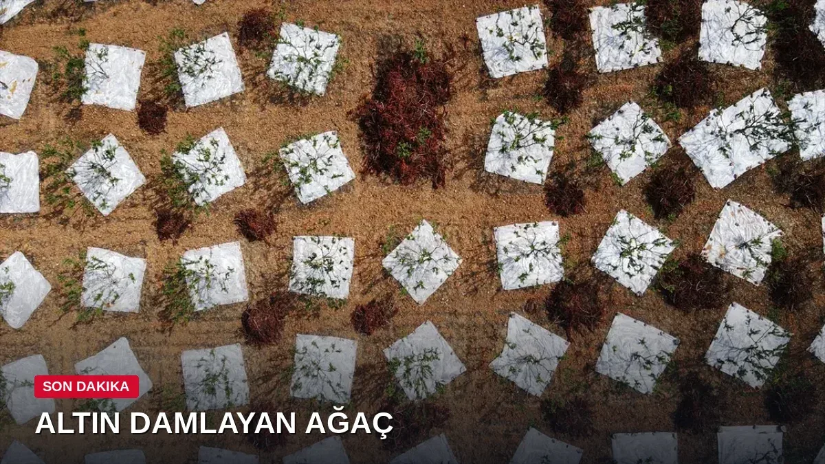 11 Yılın Sonunda İlk Hasat! Muğla'da 'Altın Damlayan Ağaçlar' Verim Vermeye Başladı