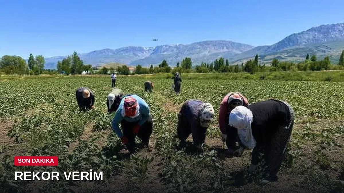 15 yıldır boş kalan tarlada verim rekoru: Dönümü 4 bin lira bekleniyor