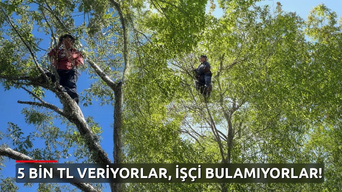 Günlük 5 bin TL yevmiye veriyorlar ama kestane toplayacak işçi bulamıyorlar!