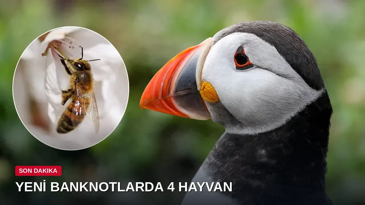 İngiltere'nin yeni banknotlarında 4 hayvan görseli