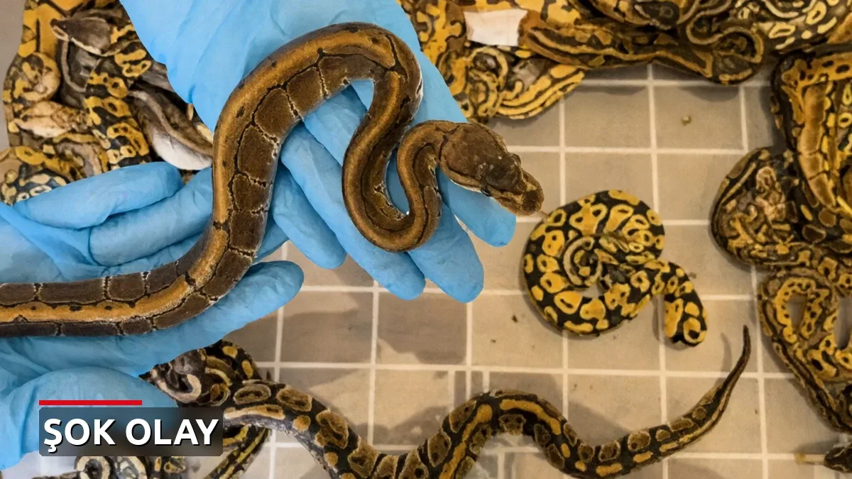 Kapıkule Gümrük Kapısı'nda çöp konteynerinden 67 canlı piton çıktı