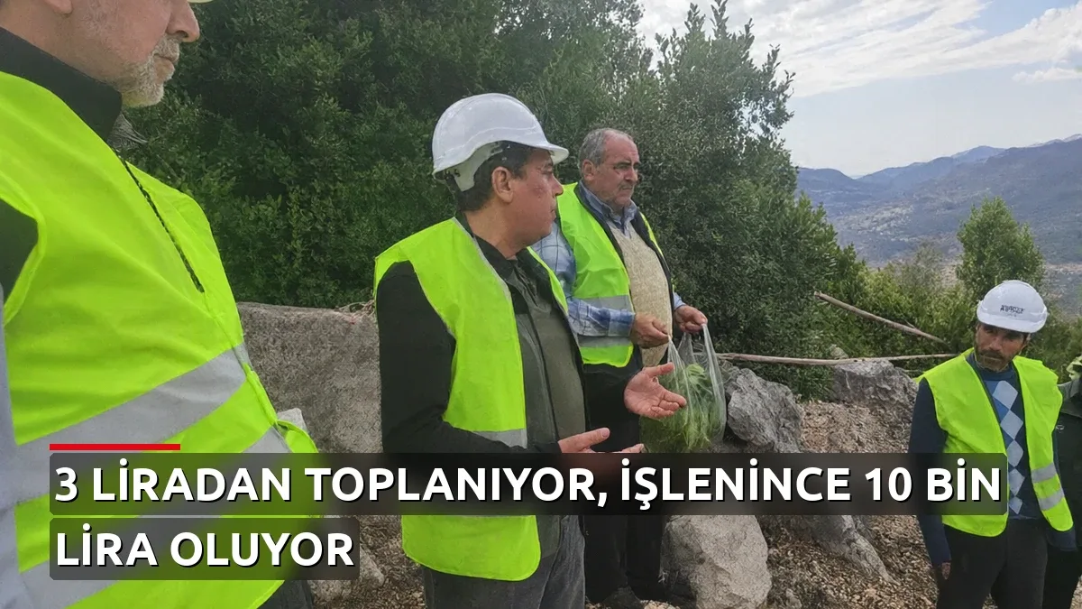 Kilosu 3 Liradan Toplanıyor, İşlenince 10 Bin Liraya Çıkıyor! Andırın'da Defne Seferberliği