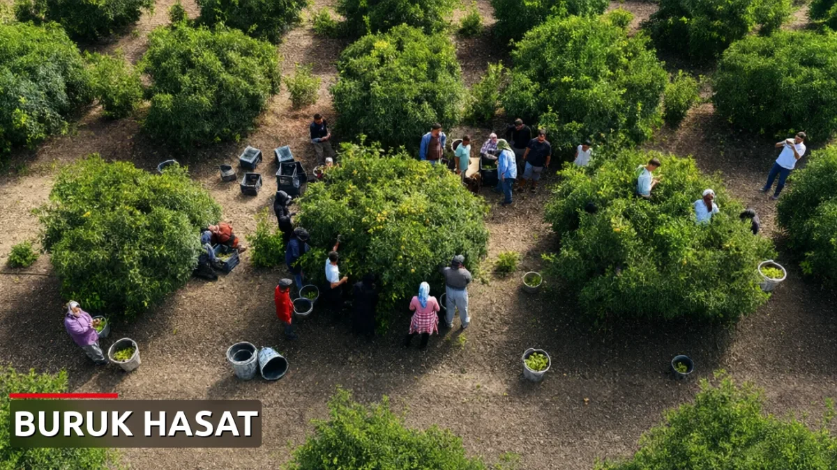 Mandalina hasadı başladı: Dalında kilogramı 8-10 lira