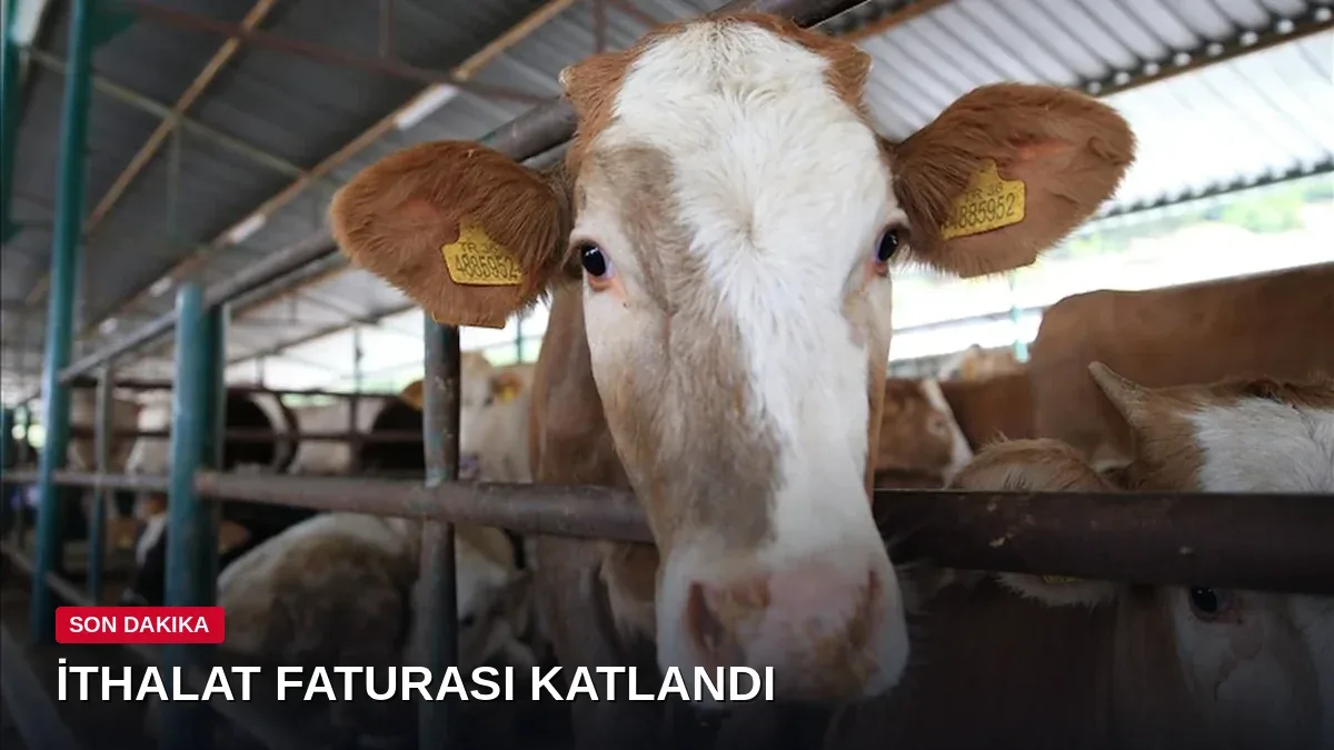 Sığır İthalatı 8 Ayda 1 Milyar Doları Aştı, Çiftçinin Borcu 1.5 Trilyon Lirayı Geçti