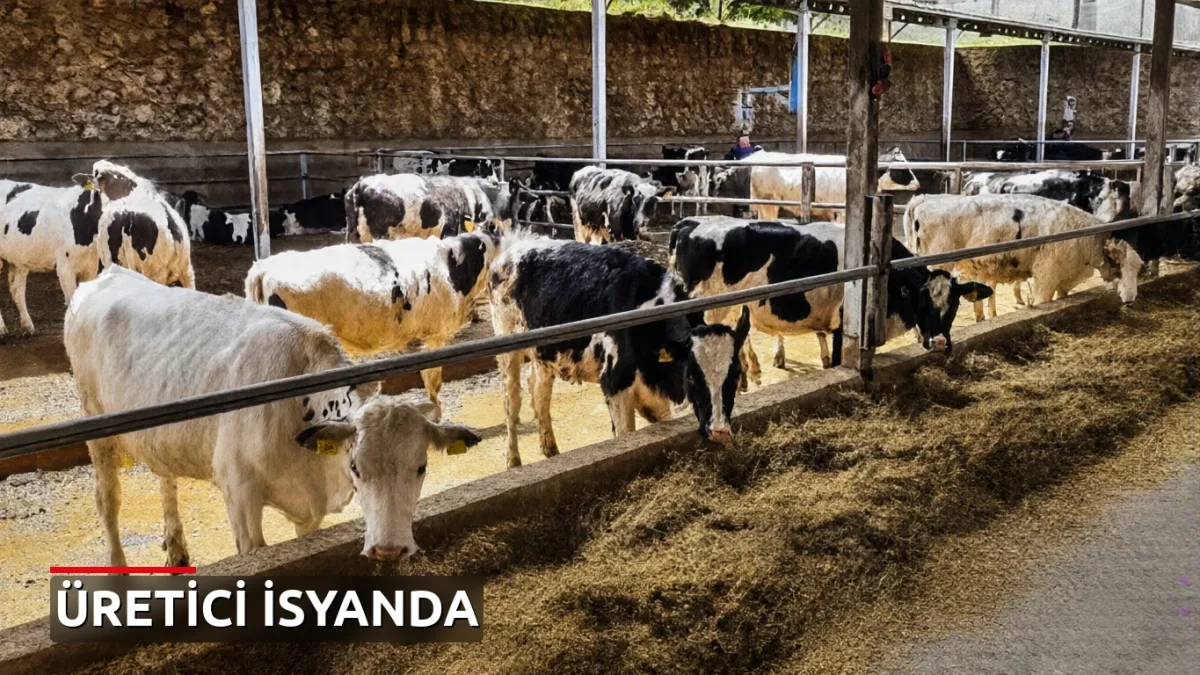 Sığır ithalatı düşüşü üreticinin isyanını gözler önüne serdi