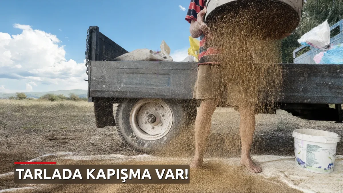 Susam Tarlada Kapışılıyor! Japonlar Kapıda Bekliyor, Köylü İşçi Bulamıyor!