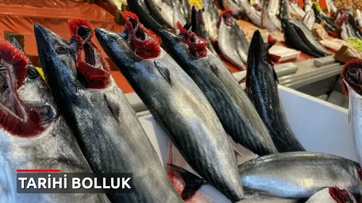 Tarihi palamut bolluğu! Fiyatlar 40 liraya kadar geriledi