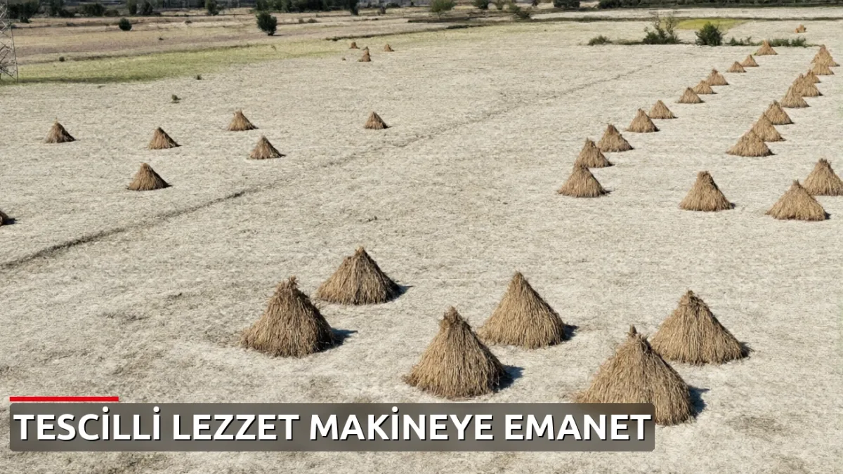Tarlada 'Deli Memet' Hasadı Başladı: 80 Kişinin Yaptığı İşi Tek Kişi 1 Günde Yaptı