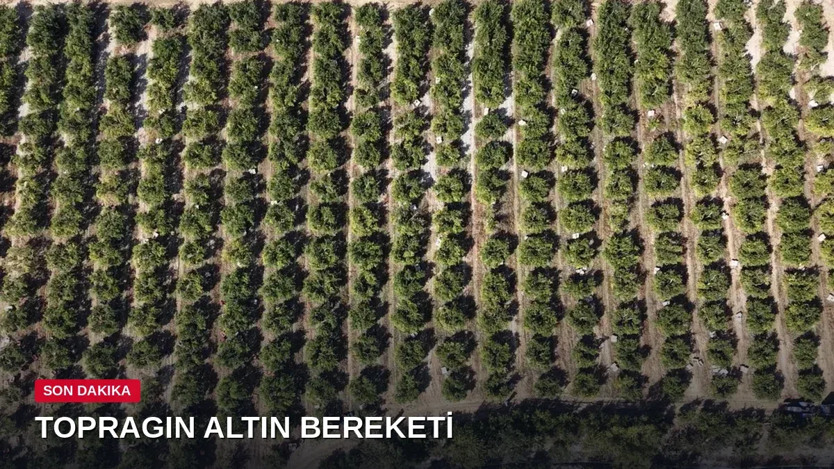 Tuzlu Toprağın Altın Fırsatı! Hicaz Narında İhracat Sezonu Açıldı