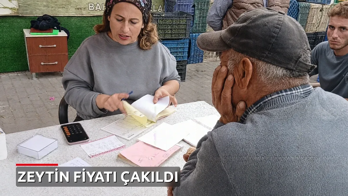 Zeytin fiyatları 70 liradan 20-25 liraya çakıldı: 'Çiftçi yoksa biz yokuz'